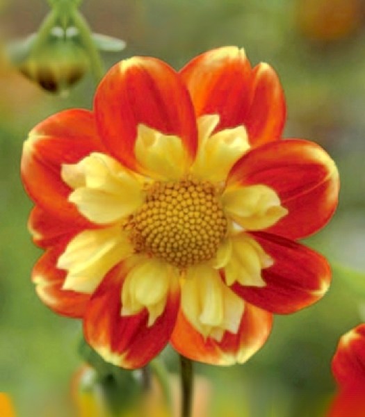 Dahlia Pooh